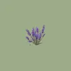 About Lavender Song