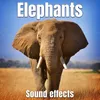 Single Elephant with Many Loud Frightening Trumpets