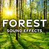 Forest Ambience: Early Morning with Birds Calls and Insects