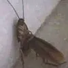 Cucaracha Sexy