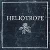 Heliotrope