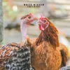 About chickens Song