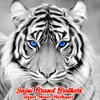 Saini Brand Brothers