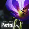 About Petal Song