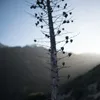 About Dead Branch Song