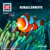 Korallenriffe - Teil 17