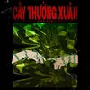 Cây Thường Xuân