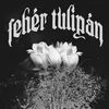 About FEHÉR TULIPÁN Song