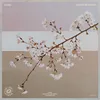 About Cherry Blossom Song