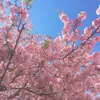 About cherry blossom Song