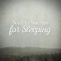 Nature Sounds for Sleep and Relaxation - Raining Tacos Roblox Id MP3  Download & Lyrics