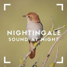 Nightingale Recording