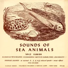 Sea Animals - Single Catfish