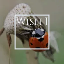 Wish I