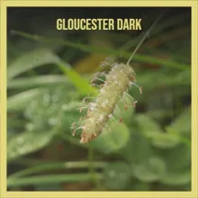 Gloucester Dark