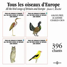 Quaille Des Blés Quail