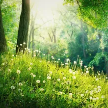 Forest with Birds