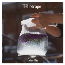 Héliotrope