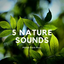 Nature Sounds: Rain on Tree Leaves