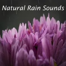 Natures sounds rain