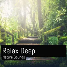 Relaxing Nature Sounds Birds Sleeping Meditation