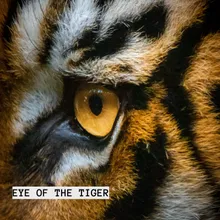 Eye Of The Tiger Ojo De Tigre