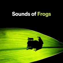 Gentle Frog Sounds