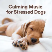 Calming Music for Stressed Dogs, Pt. 3