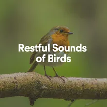 Restful Sounds of Birds, Pt. 8