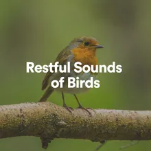 Restful Sounds of Birds, Pt. 28