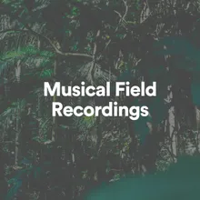 Musical Field Recordings, Pt. 8