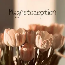 Magnetoception
