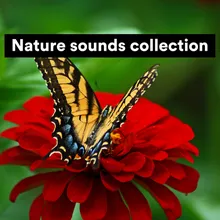 Nature sounds collection, Pt. 10