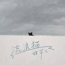 流浪猫