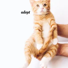 adopt