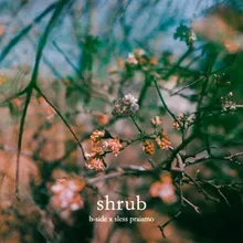 Shrub