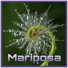 Mariposa