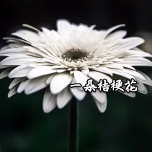 一朵桔梗花