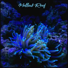 Mellow Reef