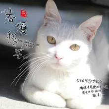 伍月 阳光下的猫 钢琴