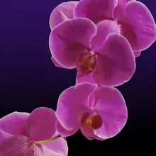 Orchid