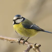 Birds Relaxing Voices