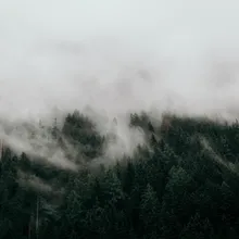 Paz en El Bosque De Pinos