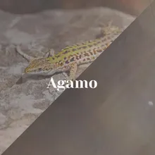 Agamo