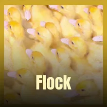 Flock