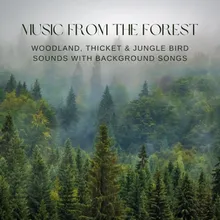 Thicket &amp; Jungle Bird Sounds