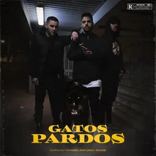 Gatos Pardos