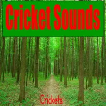 Early Evening Crickets and Cicada Sounds