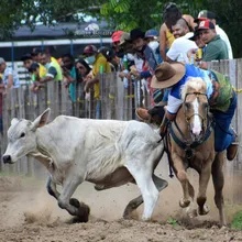 El Joropo Es Coleo