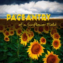 Pageantry of a Sunflower Field